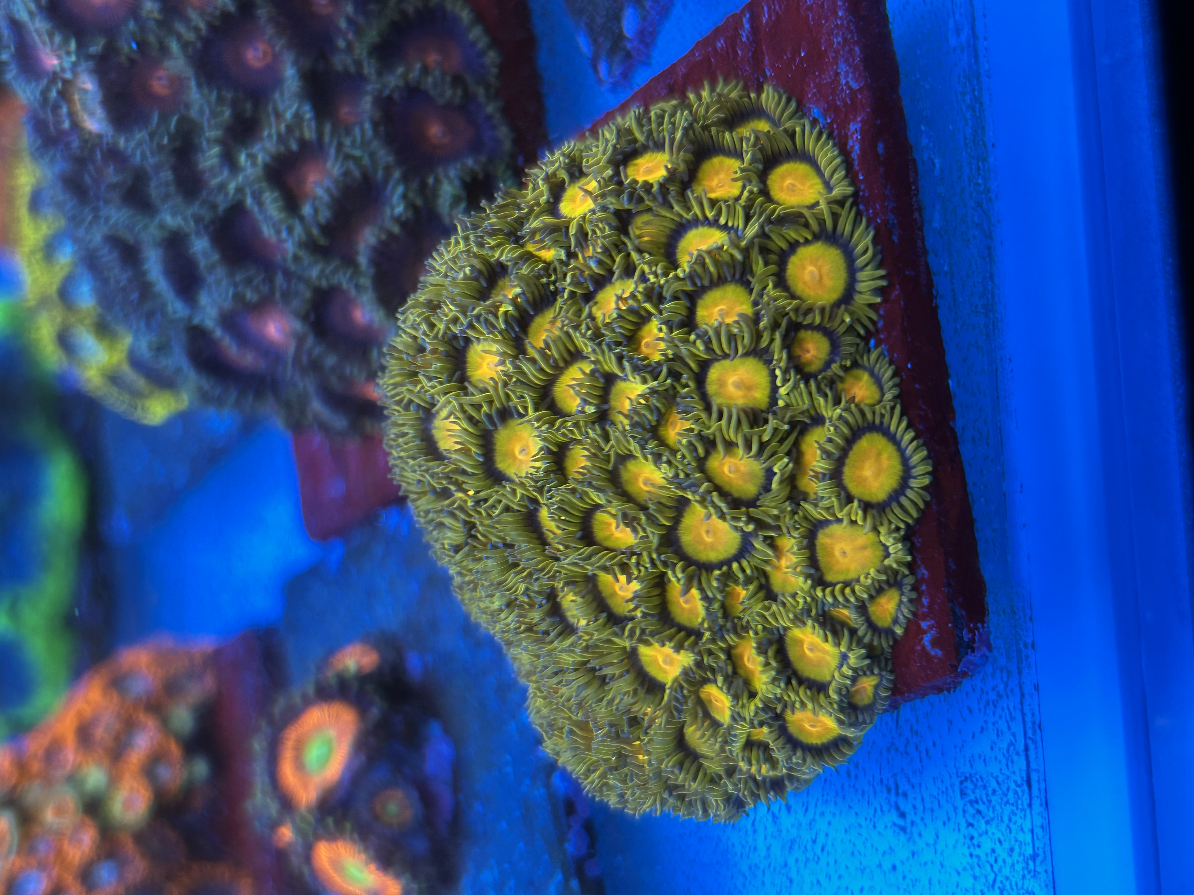 TUTTI FRUITI aquacultured coral from OuterReef Aquaculture