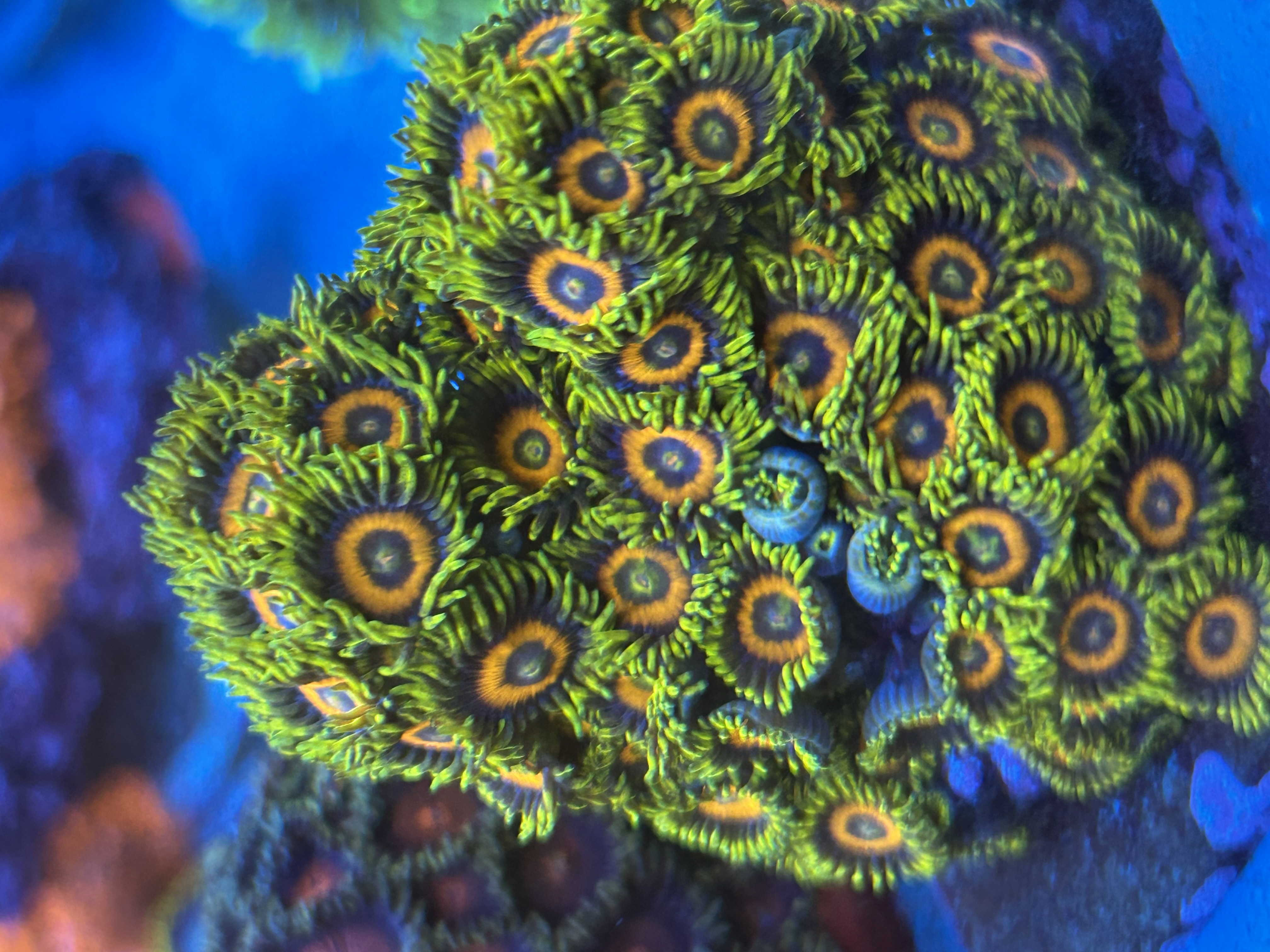 EAGLE EYES aquacultured coral from OuterReef Aquaculture