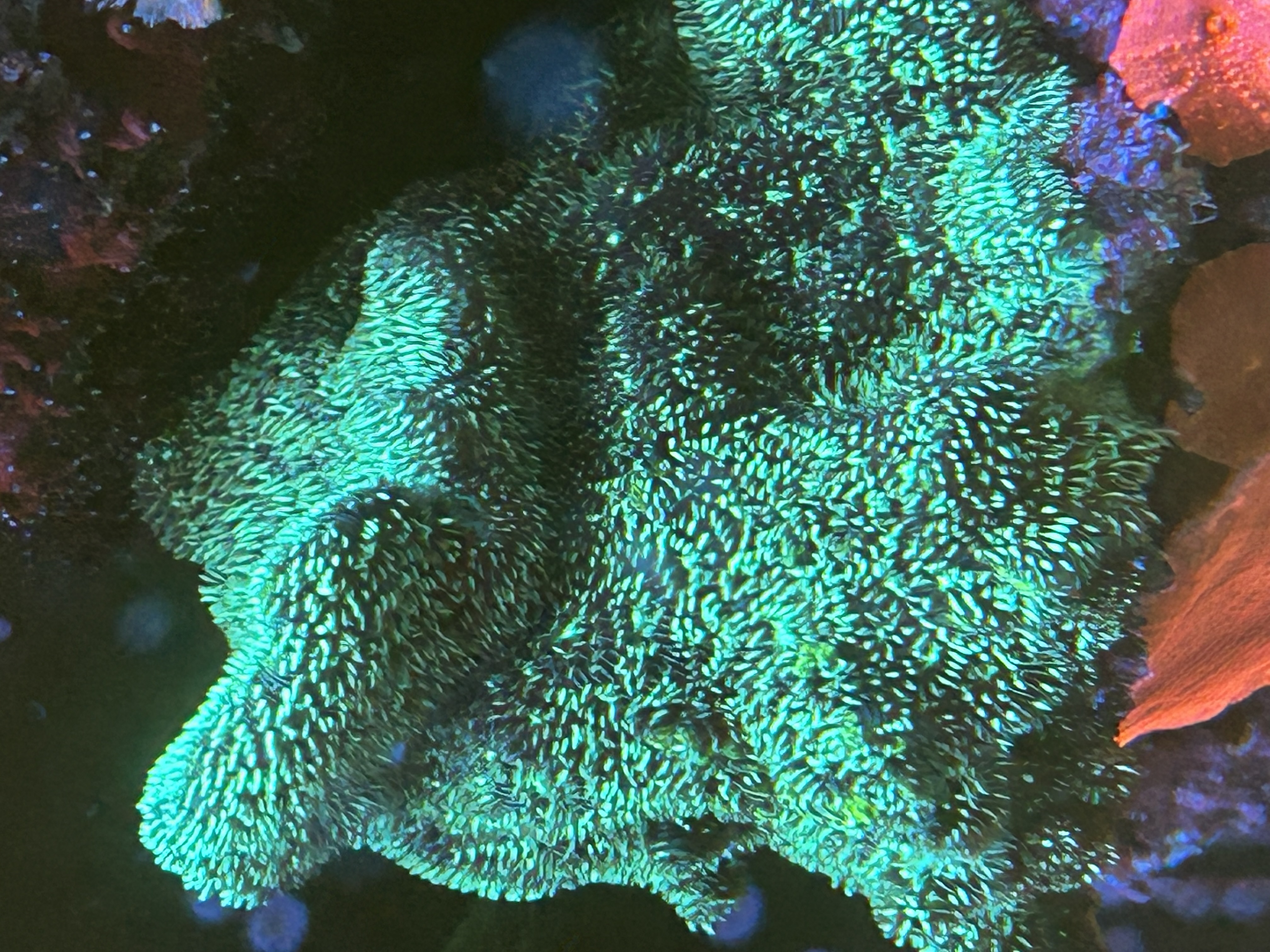 FUZZY GREEN PAVONA coral