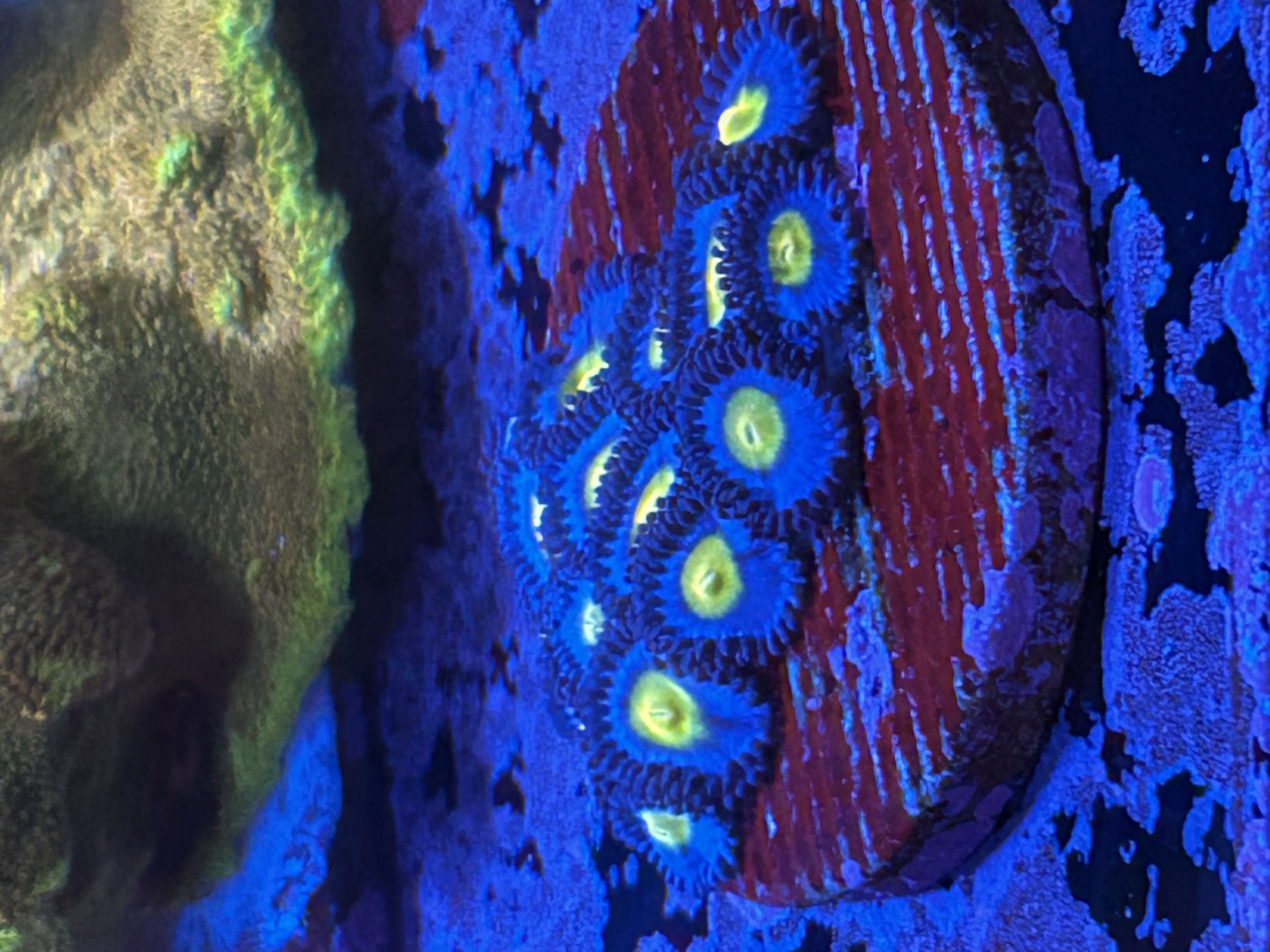 AOI coral