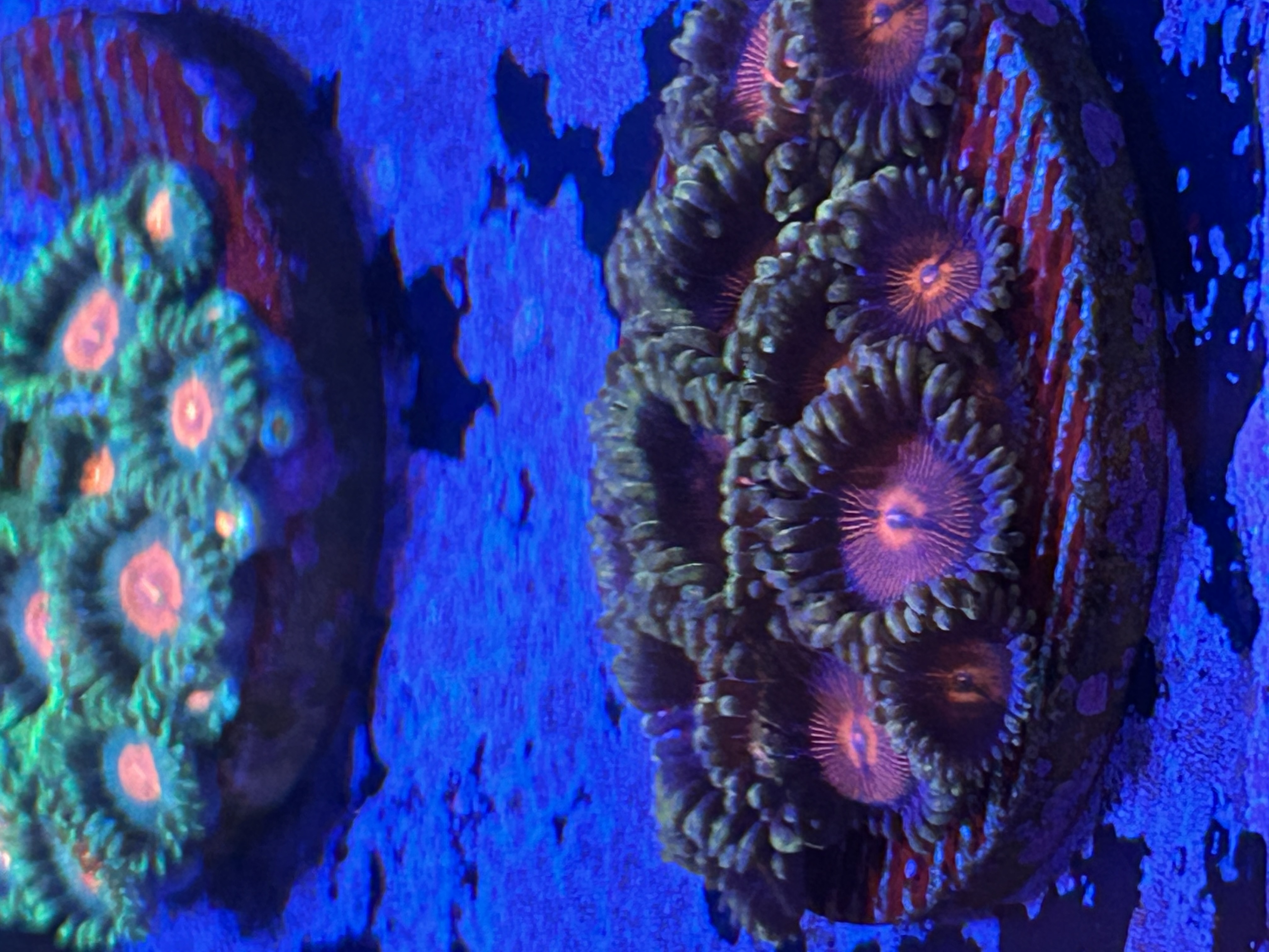 PURPLE HEART RED RING coral