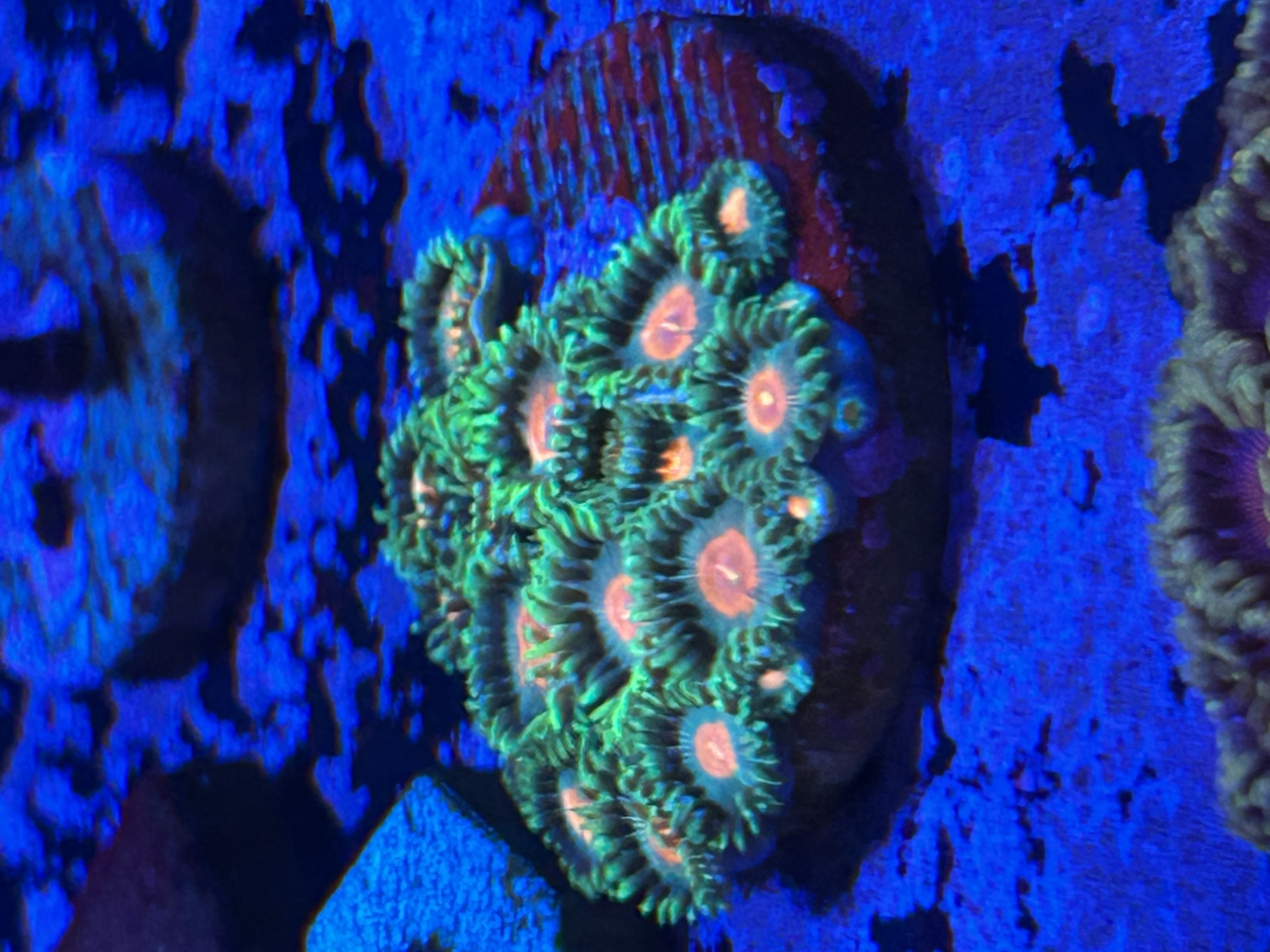 Radioactive Campfire coral