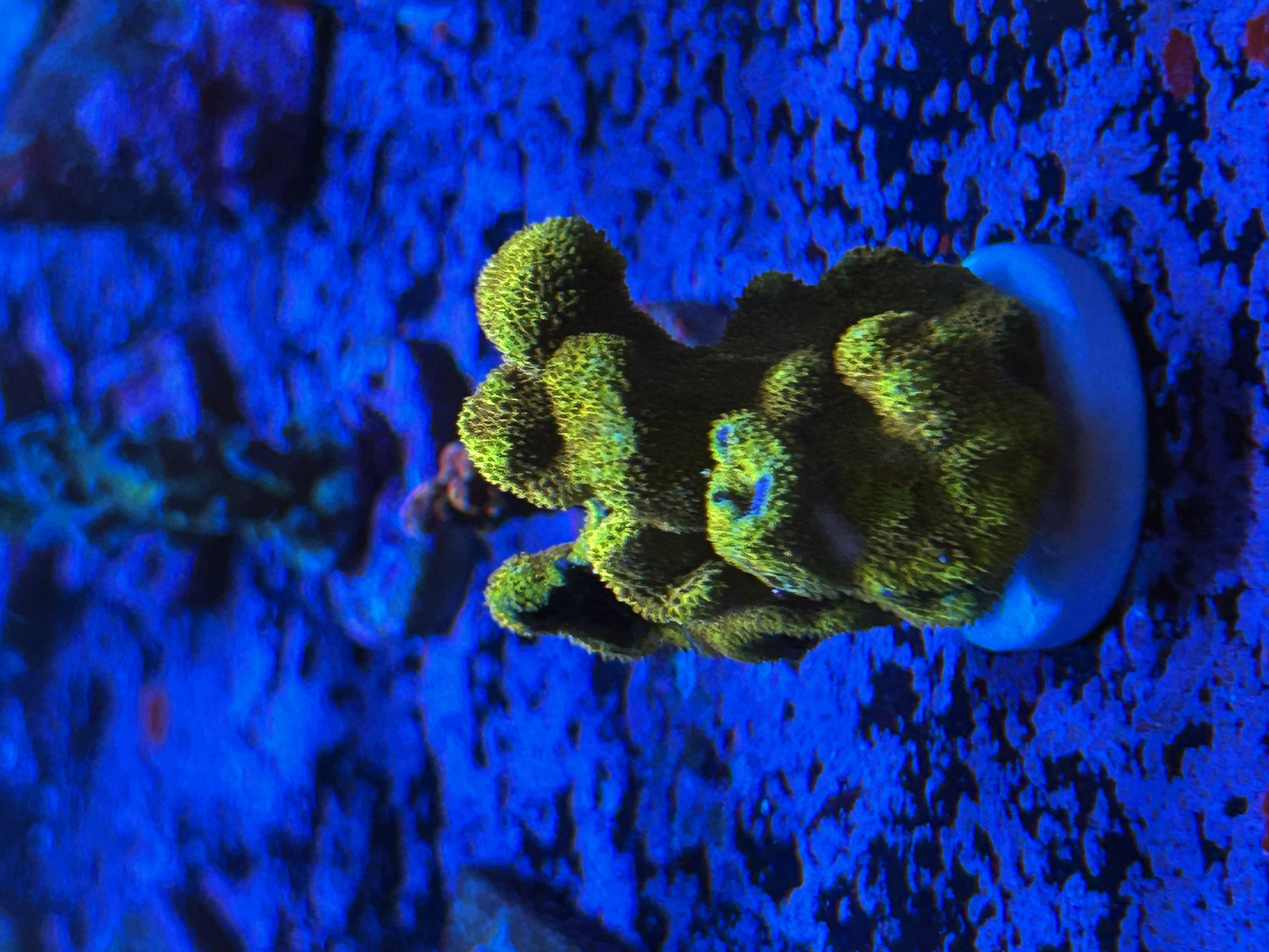 GOLD PSAMMOCORA coral