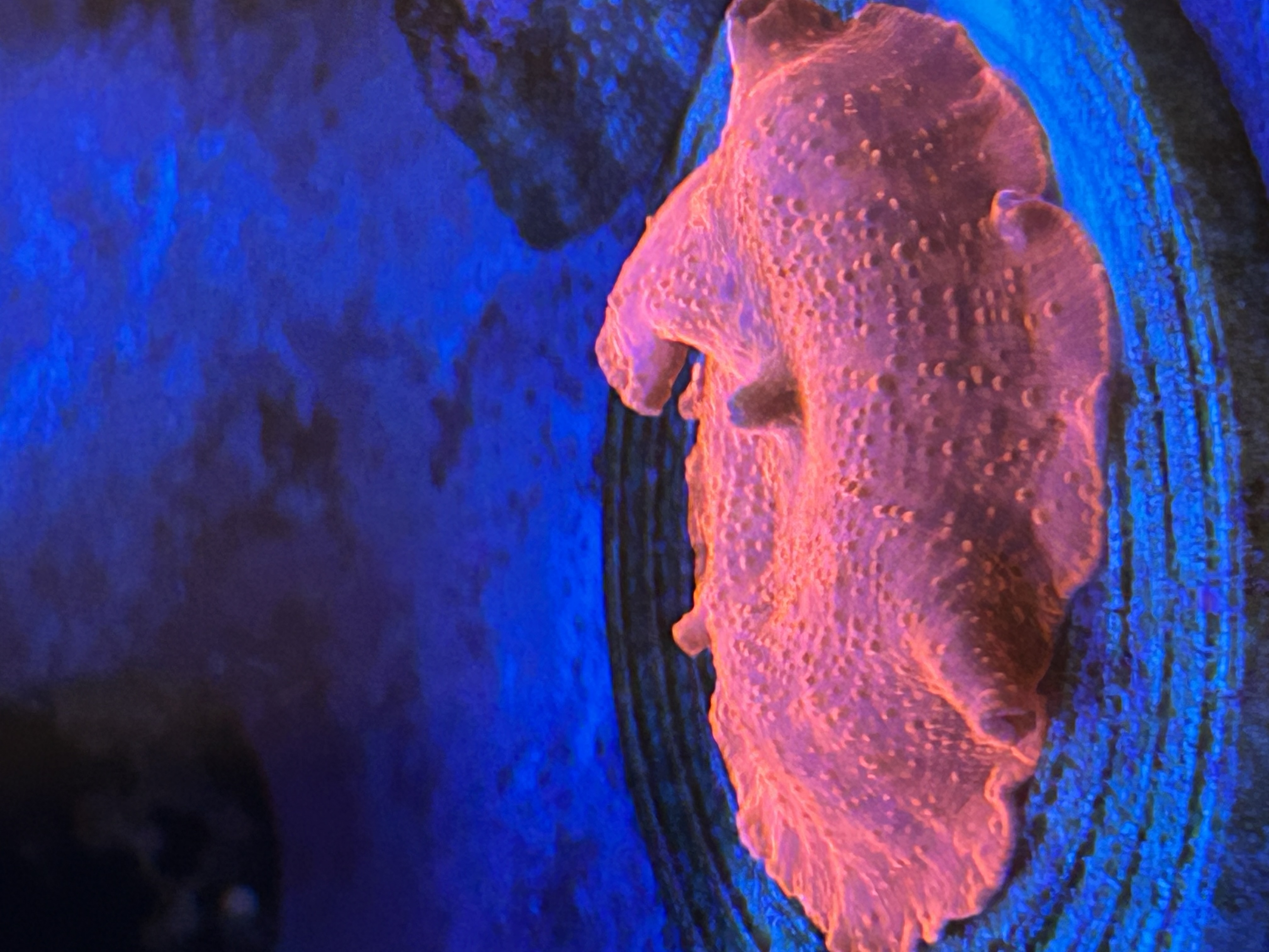 RED DISCOSOMA coral